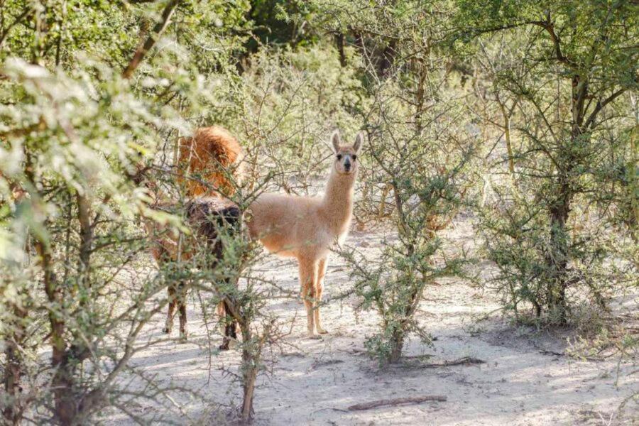 Estancia Rio De Arena Colalao del Valle المظهر الخارجي الصورة